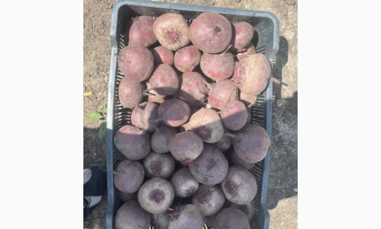 Продажа Буряк сортов ВоданF1, ПаблоF1, БоханF1 - фото № 2