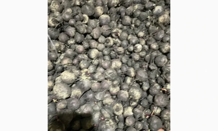 Продажа Буряк сортов ВоданF1, ПаблоF1, БоханF1 - фото № 3