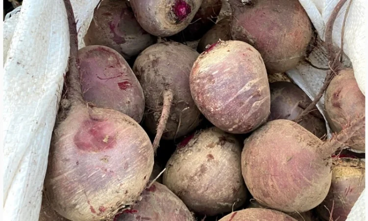 Продажа буряка сорту Зепо - фото № 1