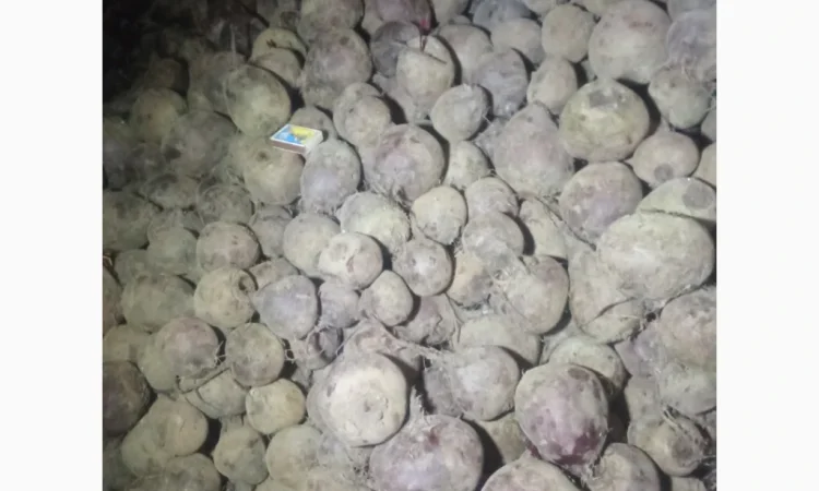 Купити буряк столовий - фото № 1