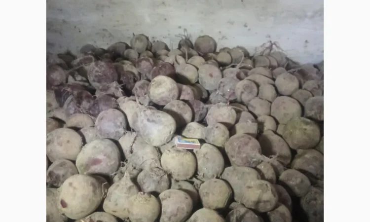 Купити буряк столовий - фото № 2