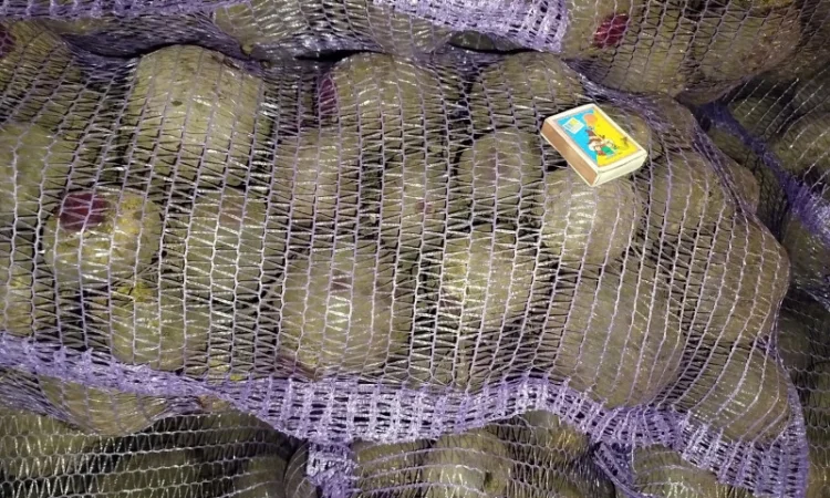 Продажа буряк Детройт - фото № 3