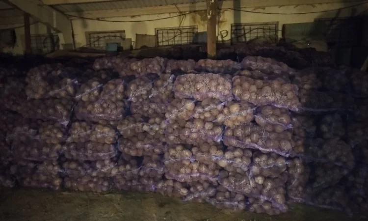 Продажа буряк Детройт - фото № 4