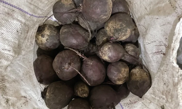 Буряк водан на продаж - фото № 1