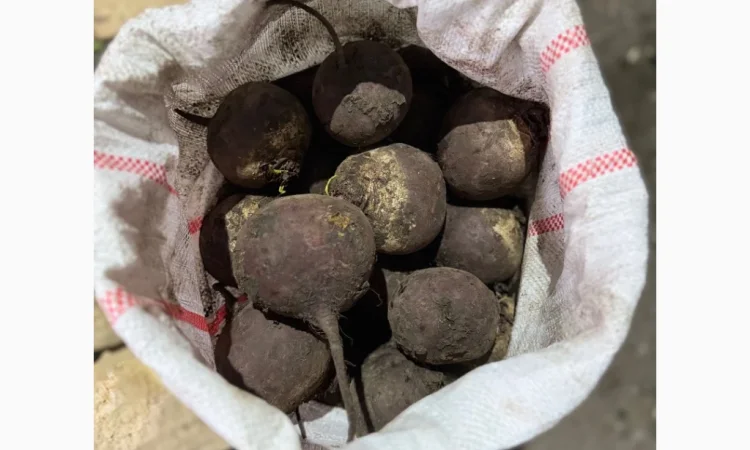 Продам буряк - фото № 1