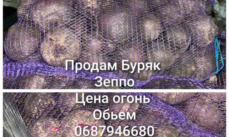 Продаю Буряк сорт зеппо - фото № 1