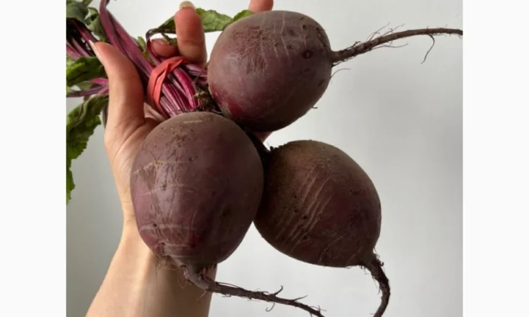 Покупка свеклы оптом - фото № 1