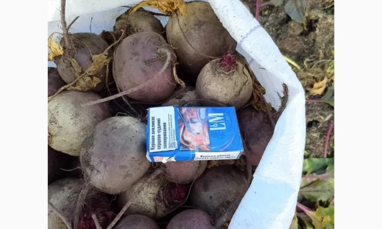 Продаж свекли сорту Кестрел - фото № 1