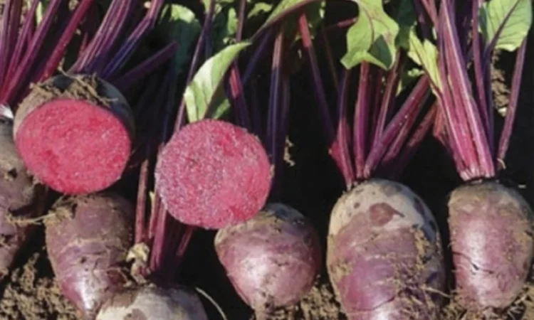 Продаж столового БУРЯКА сортів MONTI, RODITI, ZEPPO - фото № 1