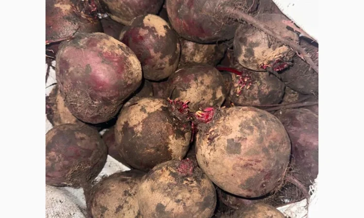 Продаю буряк сорта Камаро - фото № 6