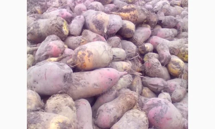 Кормовий буряк на продаж - фото № 1