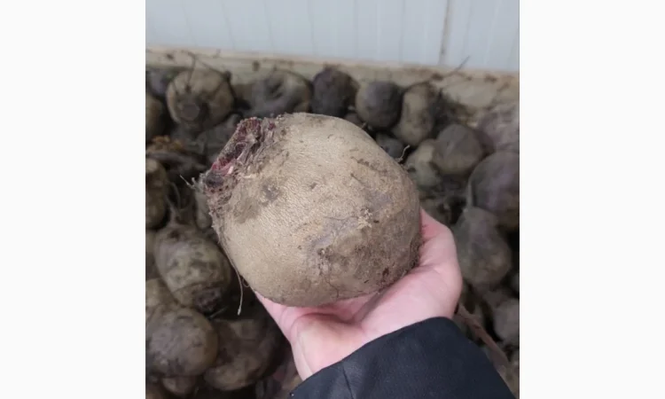 Закупка буряка столового оптом в Хмельницком - фото № 1