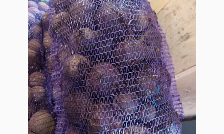 Продаю буряк зеппо водан - фото № 1