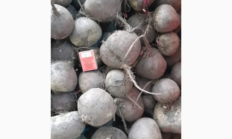 Продаю буряк зеппо водан - фото № 2