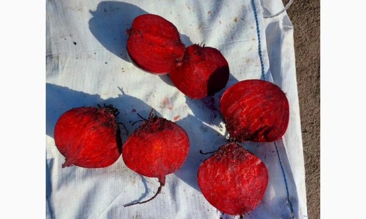 Продаю буряк и другие овощи - фото № 1