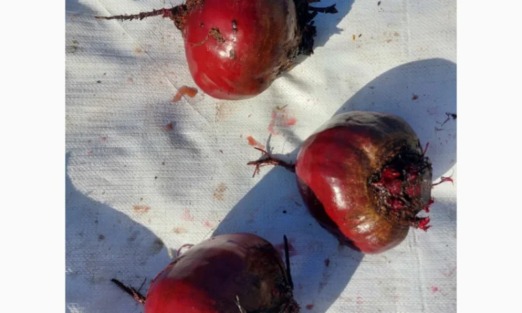 Продаю буряк и другие овощи - фото № 2