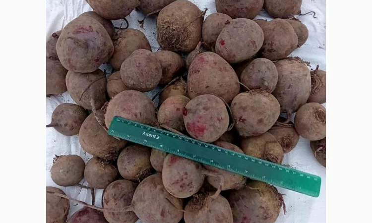 Якісний буряк Калибр 6-10 на продаж - фото № 1