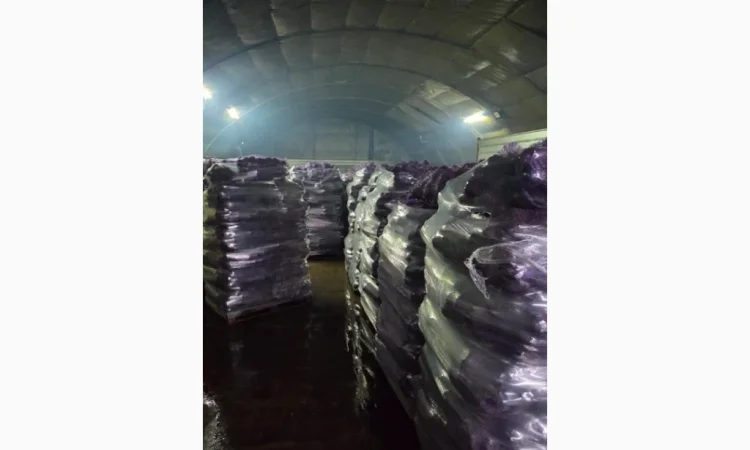 Продаж буряка столового від виробника - фото № 1