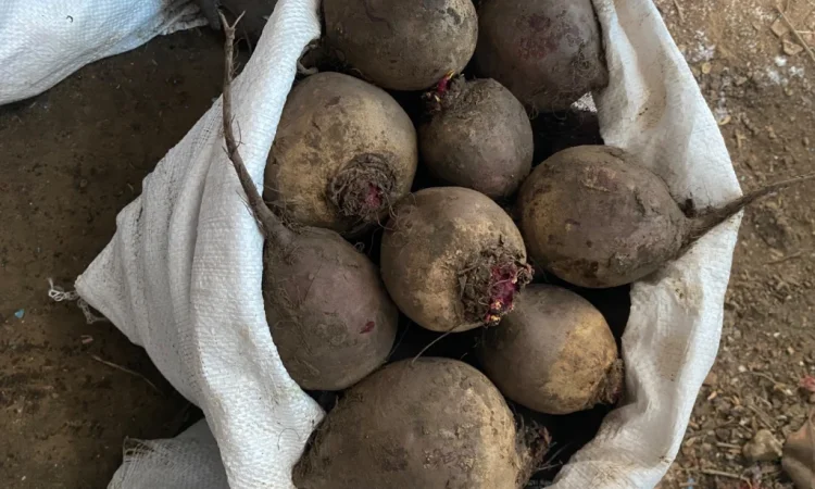 Продаж буряка круглого та довгого - фото № 1