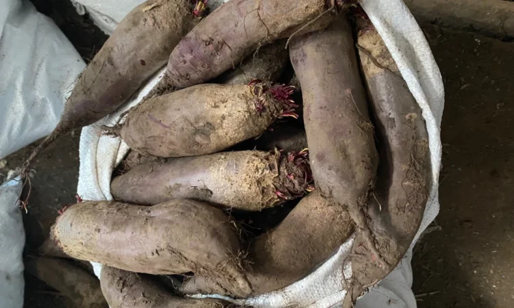 Продаж буряка круглого та довгого - фото № 2