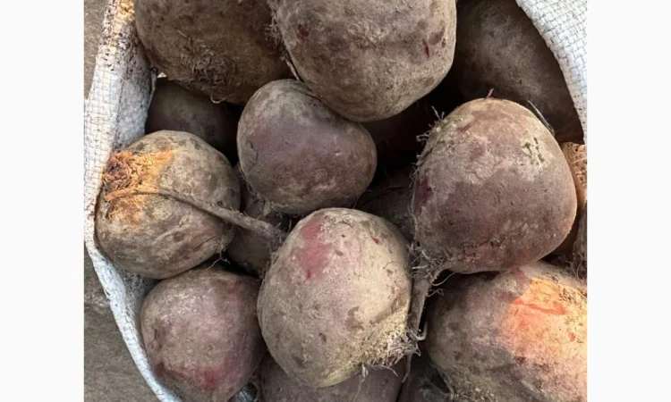 Продаю столовий буряк сорт Зепо - фото № 1