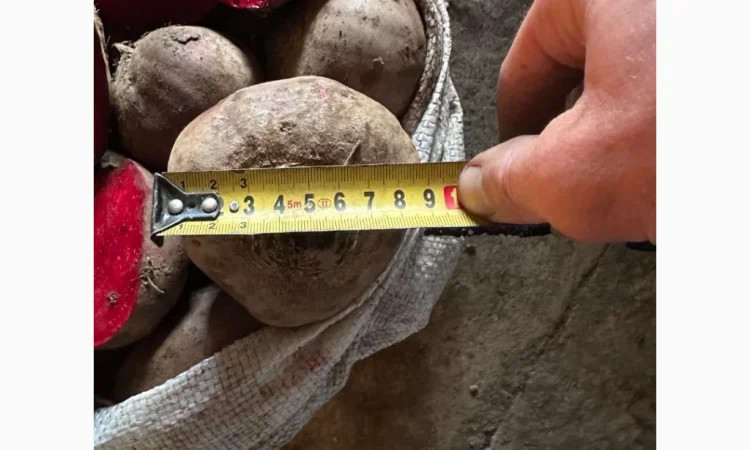 Продаю столовий буряк сорт Зепо - фото № 2