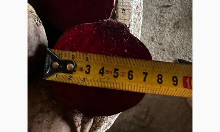 Продаю столовий буряк сорт Зепо - фото № 4