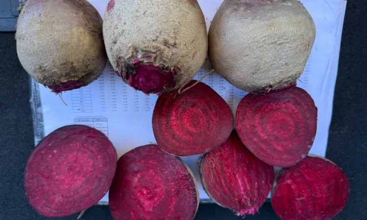 Продаж столового буряка від фермерського господарства - фото № 1