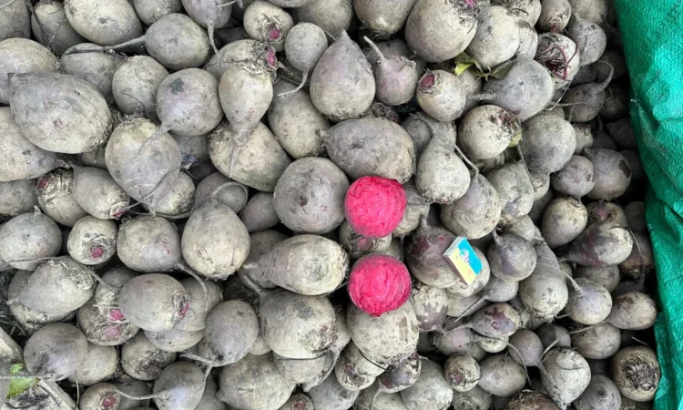 Столовий буряк високої якості - фото № 1