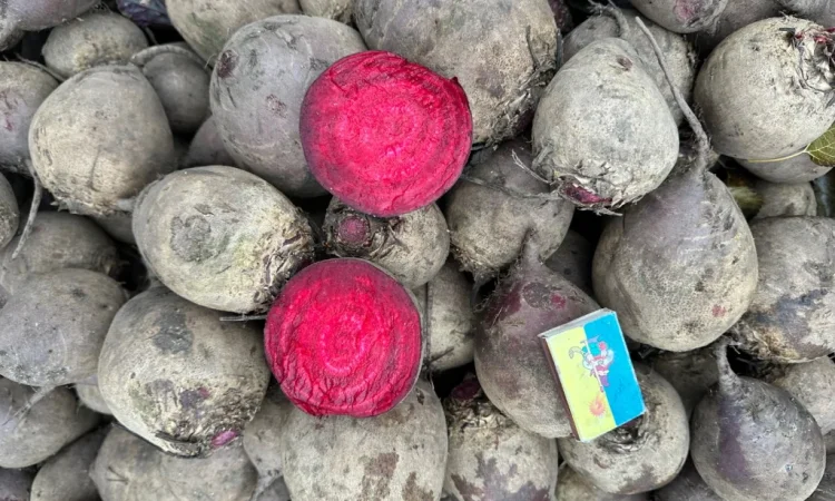 Столовий буряк високої якості - фото № 2