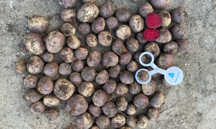 Продажа буряк сорта Камаро - фото № 2