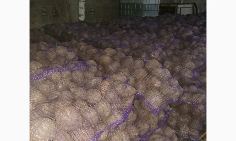 Продажа Буряка столового оптом - фото № 1