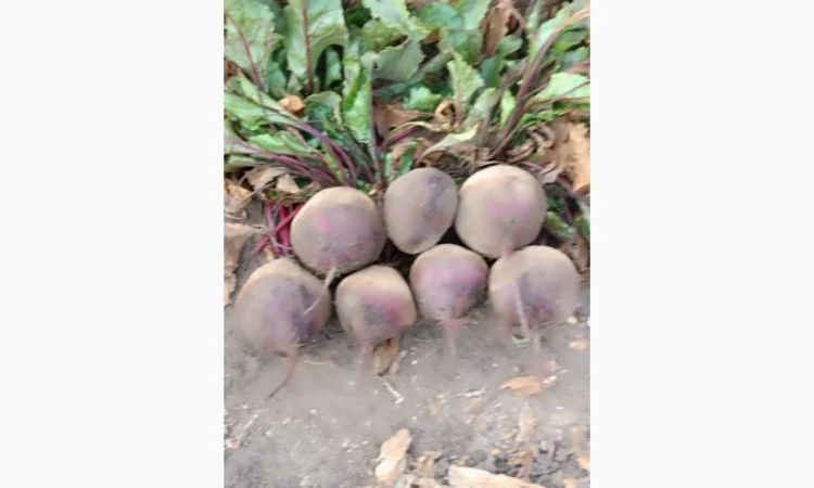 Продаю буряк солодкий гарної якості - фото № 1