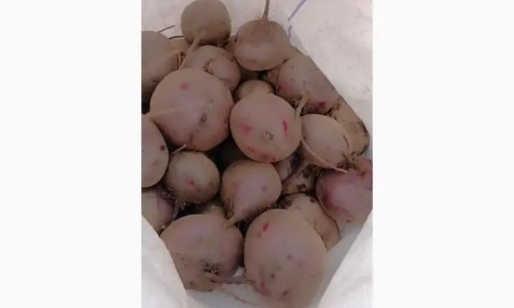 Продам буряк солодкий - фото № 3