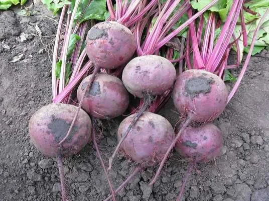 Продаж буряка сорту Зепо - фото № 1