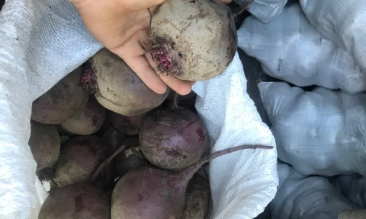 Буряк калібр 6-9 на продаж - фото № 2