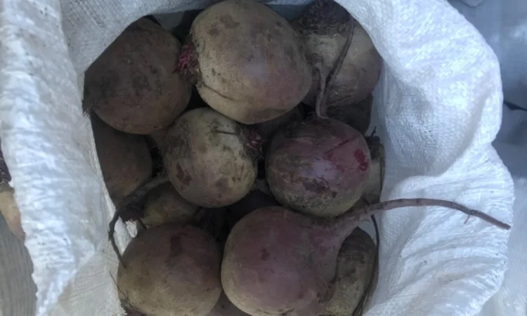 Буряк калібр 6-9 на продаж - фото № 3