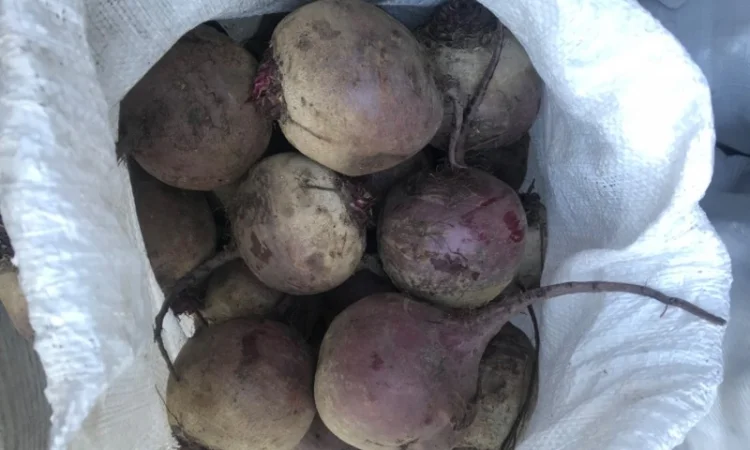 Буряк калібр 6-9 на продаж - фото № 4