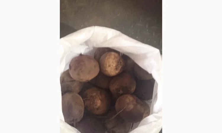 Продажа буряка вищої категорії - фото № 1