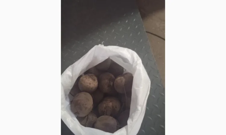 Продажа буряка вищої категорії - фото № 2