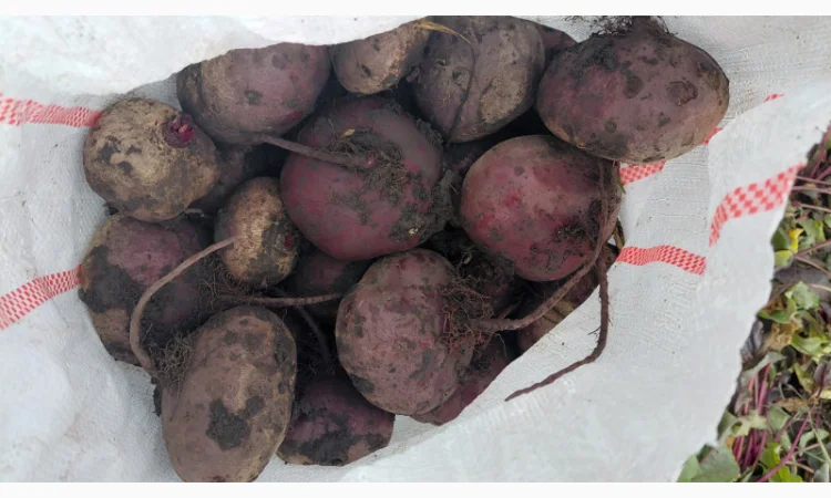 Продаж солодкого буряка Зепо - фото № 2