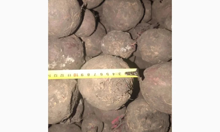 Продажа буряк 2 сорт - фото № 2