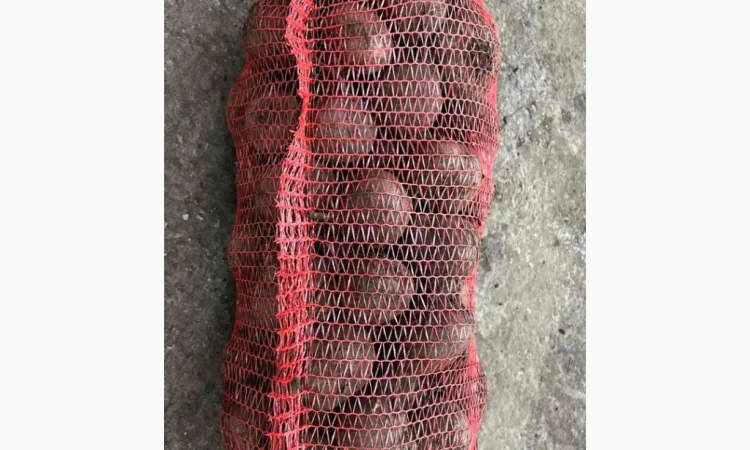 Якісний буряк на продаж - фото № 1