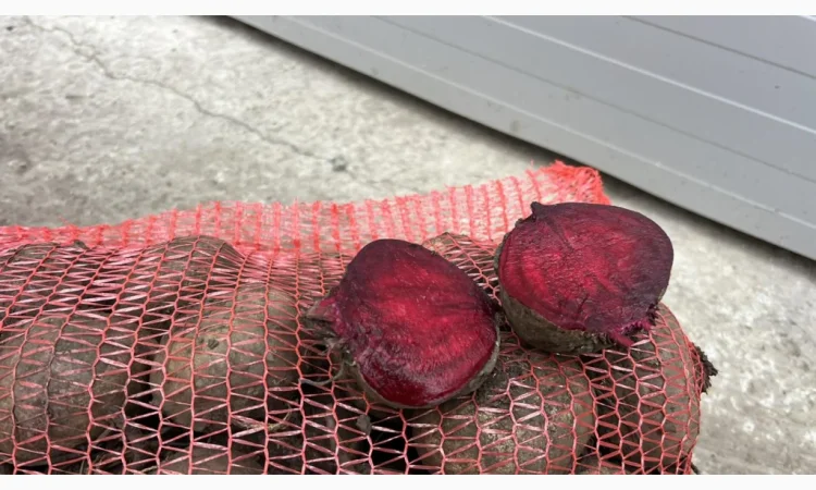 Якісний буряк на продаж - фото № 2