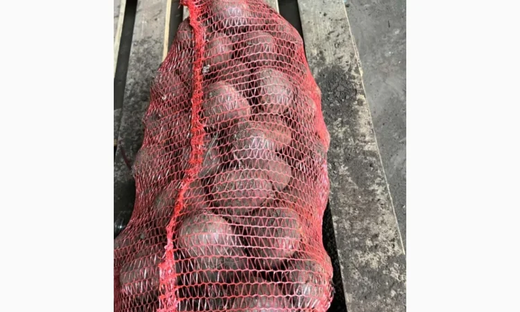 Якісний буряк на продаж - фото № 4