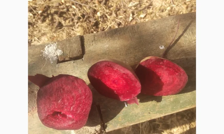 Буряк сорт водан 2 сорт на продажу - фото № 1