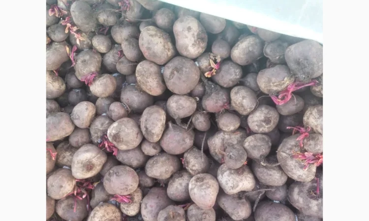 Буряк сорт водан 2 сорт на продажу - фото № 2