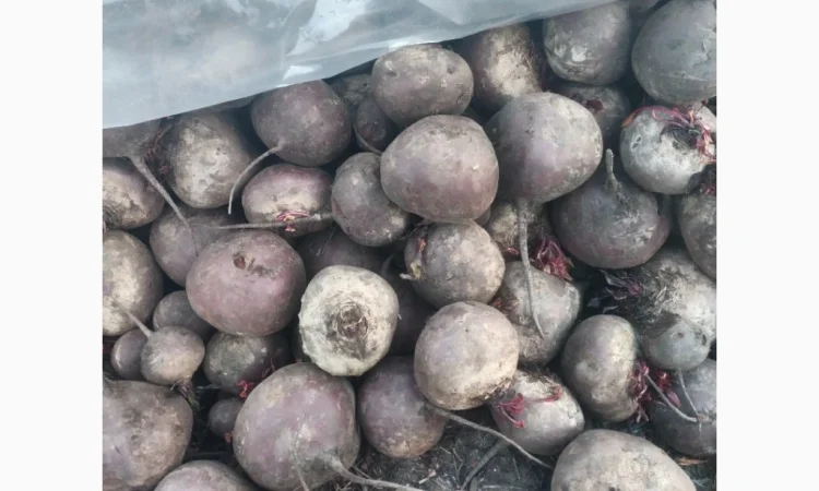 Буряк сорт водан 2 сорт на продажу - фото № 3