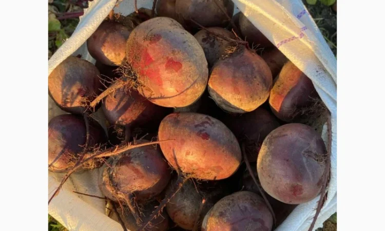 Продається буряк сорту Водан - фото № 1