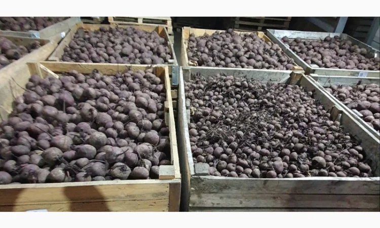 Продаж буряка оптом - фото № 1